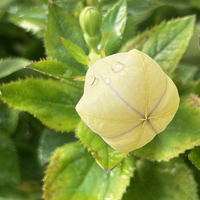 Platycodon grandiflorus 'Astral White'